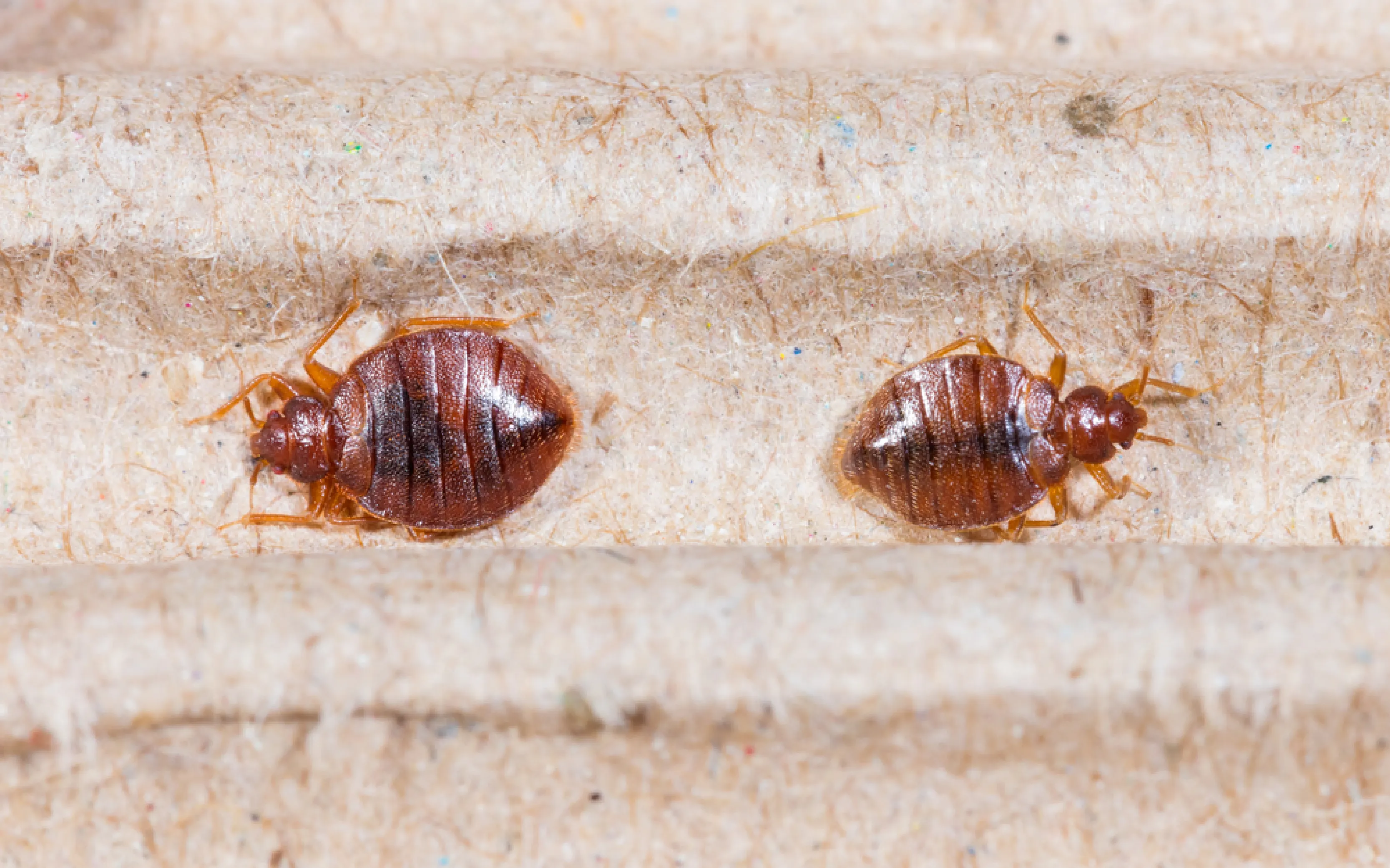 carpet cleaning in new york, carpet cleaning new york, carpet cleaners in new york, carpet cleaners in new york, commercial carpet cleaning, commercial carpet cleaning in new york, new york rug cleaners, rug cleaning services in new york, same day carpet cleaning, same day rug cleaning in new york